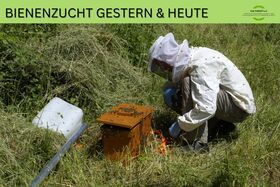 Bienenzucht