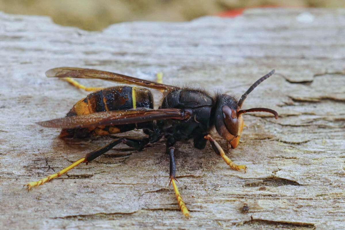 Die Asiatische Hornisse ist Thema einer Infoveranstaltung des Naturschutzbun-des (NABU), des Bildungszentrums für Umwelt- und Klimaschutz sowie des Kulturbüros