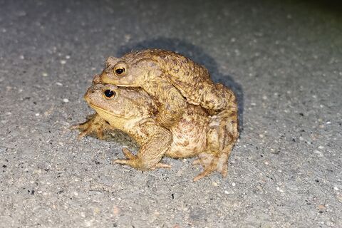 Erdkröte