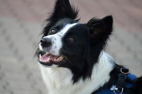 border-collie-8287329_1280